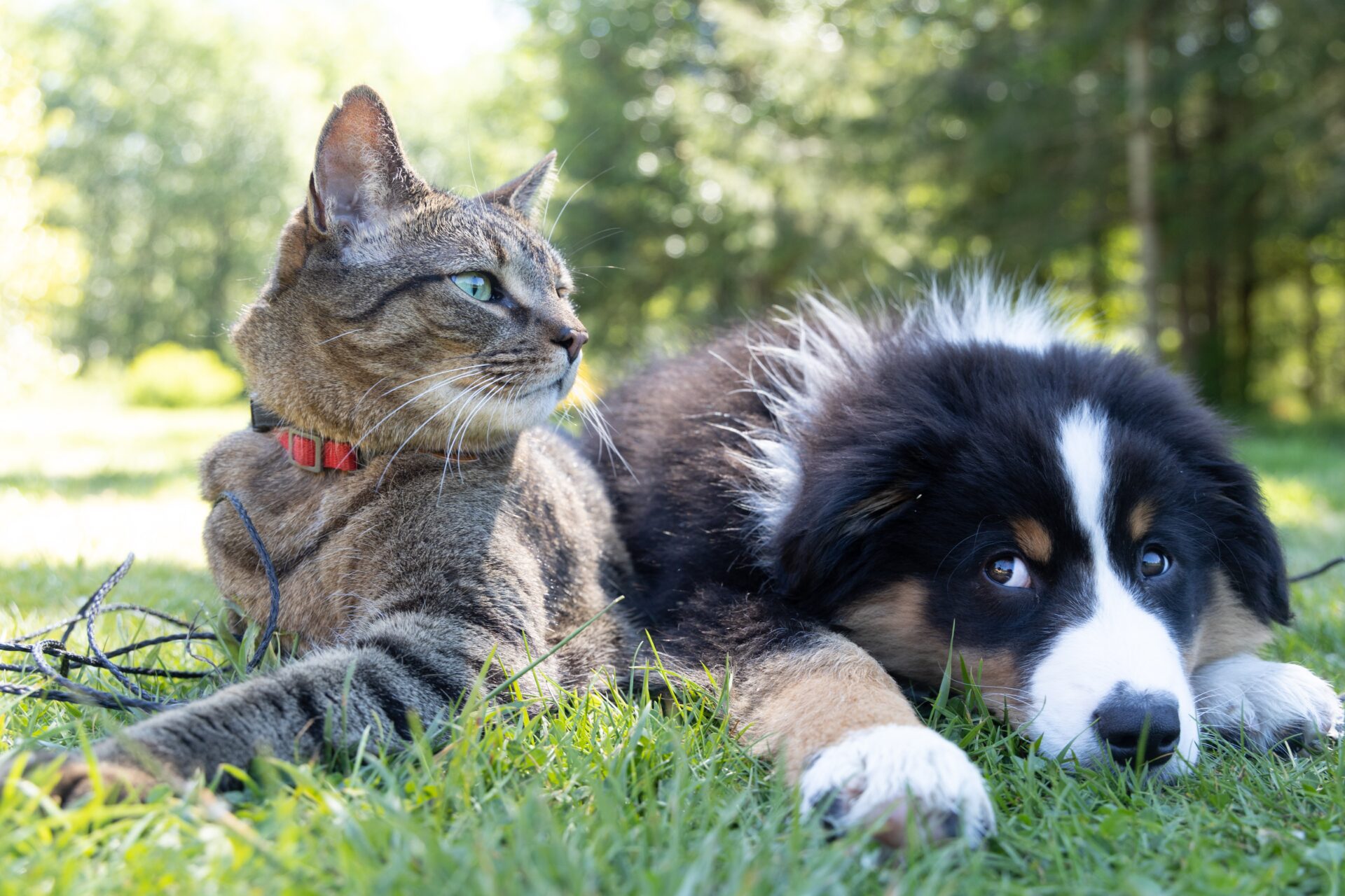 A Comprehensive Guide to Crafting Pet Policies in Your Lease Agreement in the San Francisco Bay Area